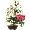 Satsuki Azalee Shinsei, Bonsai, 35 Jahre, 115cm -Empfohlener Shop für Topfpflanzen orhoind352 10