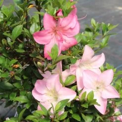 Satsuki Azalee Shinsei, Bonsai, 35 Jahre, 115cm -Empfohlener Shop für Topfpflanzen orhoind352 103