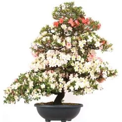 Satsuki Azalee, Bonsai, 35 Jahre, 145cm