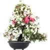 Satsuki Azalee Shinsei, Bonsai, 35 Jahre, 127cm -Empfohlener Shop für Topfpflanzen orhoind352 15