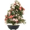 Satsuki Azalee Koyo, Bonsai, 35 Jahre, 135cm -Empfohlener Shop für Topfpflanzen orhoind352 17