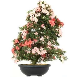 Satsuki Azalee Koyo, Bonsai, 35 Jahre, 135cm