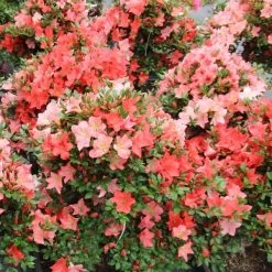 Satsuki Azalee Koyo, Bonsai, 35 Jahre, 135cm -Empfohlener Shop für Topfpflanzen orhoind352 173