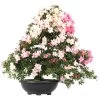 Satsuki Azalee, Bonsai, 35 Jahre, 127cm -Empfohlener Shop für Topfpflanzen orhoind352 18