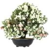 Satsuki Azalee Shinshun, Bonsai, 35 Jahre, 109cm -Empfohlener Shop für Topfpflanzen orhoind352 19