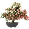 Satsuki Azalee, Bonsai, 35 Jahre, 109cm 2 Satsuki Azalee, Bonsai, 35 Jahre, 109cm -Empfohlener Shop für Topfpflanzen orhoind352 20