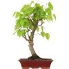 Winterlinde, Bonsai, 18 Jahre, 67cm 2 Winterlinde, Bonsai, 18 Jahre, 67cm -Empfohlener Shop für Topfpflanzen otilcor181 02
