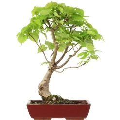 Winterlinde, Bonsai, 18 Jahre, 64cm