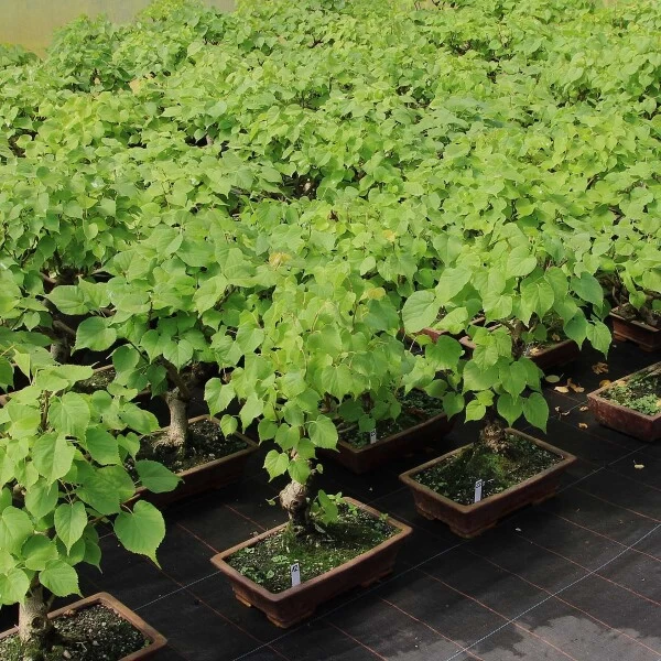 Winterlinde, Bonsai, 18 Jahre, 64cm 5 Winterlinde, Bonsai, 18 Jahre, 64cm – Bild 3