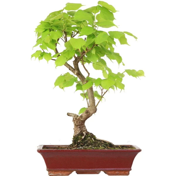 Winterlinde, Bonsai, 18 Jahre, 60cm 3 Winterlinde, Bonsai, 18 Jahre, 60cm