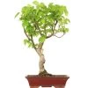 Winterlinde, Bonsai, 18 Jahre, 66cm -Empfohlener Shop für Topfpflanzen otilcor181 14