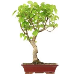 Winterlinde, Bonsai, 18 Jahre, 66cm