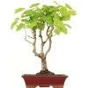 Winterlinde, Bonsai, 18 Jahre, 68cm 2 Winterlinde, Bonsai, 18 Jahre, 68cm -Empfohlener Shop für Topfpflanzen otilcor181 16