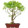 Winterlinde, Bonsai, 18 Jahre, 65cm 2 Winterlinde, Bonsai, 18 Jahre, 65cm -Empfohlener Shop für Topfpflanzen otilcor181 18