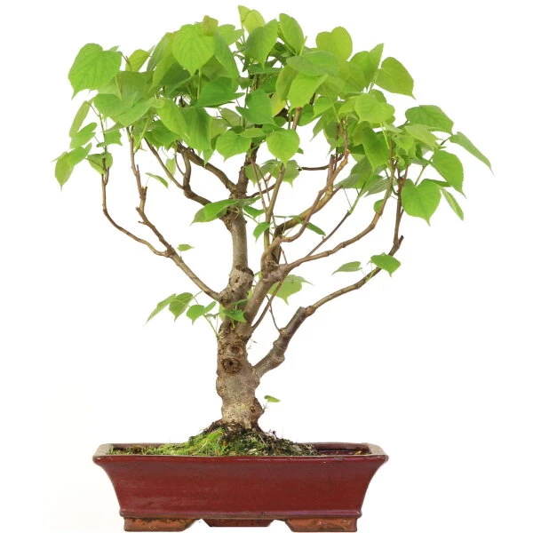 Winterlinde, Bonsai, 18 Jahre, 65cm 3 Winterlinde, Bonsai, 18 Jahre, 65cm
