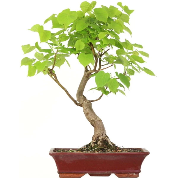 Winterlinde, Bonsai, 18 Jahre, 62cm 2 Winterlinde, Bonsai, 18 Jahre, 62cm