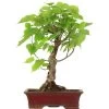 Winterlinde, Bonsai, 18 Jahre, 50cm 1 Winterlinde, Bonsai, 18 Jahre, 50cm -Empfohlener Shop für Topfpflanzen otilcor181 43