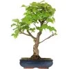 Winterlinde, Bonsai, 18 Jahre, 59cm 1 Winterlinde, Bonsai, 18 Jahre, 59cm -Empfohlener Shop für Topfpflanzen otilcor181 46