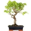 Winterlinde, Bonsai, 18 Jahre, 54cm -Empfohlener Shop für Topfpflanzen otilcor181 47