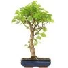 Winterlinde, Bonsai, 18 Jahre, 63cm -Empfohlener Shop für Topfpflanzen otilcor181 53