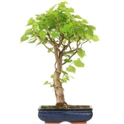 Winterlinde, Bonsai, 18 Jahre, 63cm