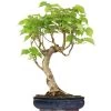 Winterlinde, Bonsai, 18 Jahre, 61cm -Empfohlener Shop für Topfpflanzen otilcor181 54