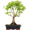 Winterlinde, Bonsai, 18 Jahre, 51cm 1 Winterlinde, Bonsai, 18 Jahre, 51cm -Empfohlener Shop für Topfpflanzen otilcor181 56