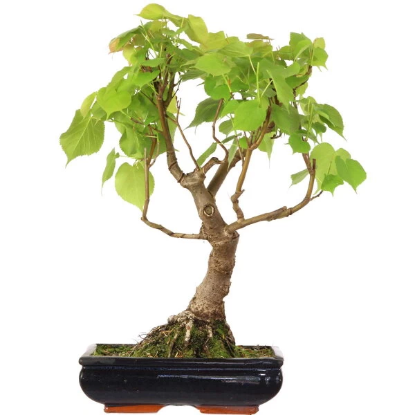 Winterlinde, Bonsai, 18 Jahre, 58cm 3 Winterlinde, Bonsai, 18 Jahre, 58cm
