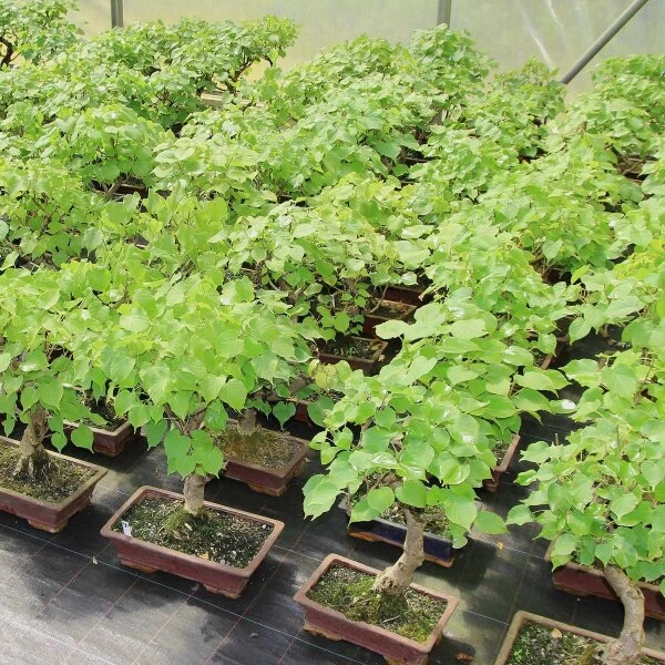 Winterlinde, Bonsai, 18 Jahre, 58cm 4 Winterlinde, Bonsai, 18 Jahre, 58cm – Bild 2