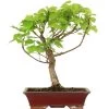 Winterlinde, Bonsai, 18 Jahre, 56cm 1 Winterlinde, Bonsai, 18 Jahre, 56cm -Empfohlener Shop für Topfpflanzen otilcor181 78