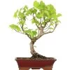 Winterlinde, Bonsai, 18 Jahre, 58cm 1 Winterlinde, Bonsai, 18 Jahre, 58cm -Empfohlener Shop für Topfpflanzen otilcor181 81