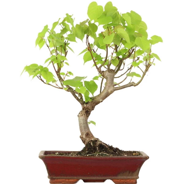 Winterlinde, Bonsai, 18 Jahre, 58cm 3 Winterlinde, Bonsai, 18 Jahre, 58cm