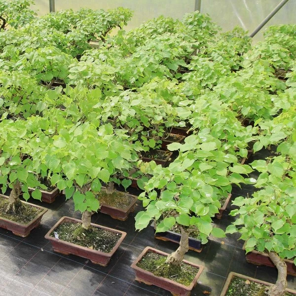 Winterlinde, Bonsai, 18 Jahre, 58cm 4 Winterlinde, Bonsai, 18 Jahre, 58cm – Bild 2