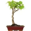 Winterlinde, Bonsai, 18 Jahre, 60cm -Empfohlener Shop für Topfpflanzen otilcor181 85