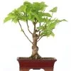 Winterlinde, Bonsai, 18 Jahre, 49cm -Empfohlener Shop für Topfpflanzen otilcor181 94