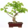 Winterlinde, Bonsai, 18 Jahre, 50cm -Empfohlener Shop für Topfpflanzen otilcor181 98