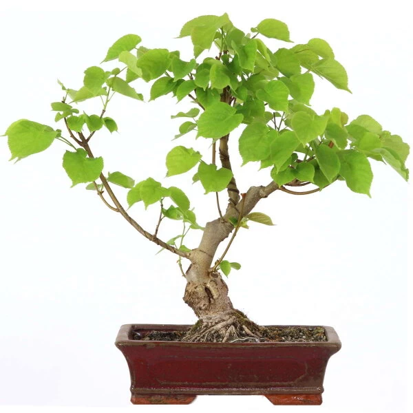 Winterlinde, Bonsai, 18 Jahre, 50cm 3 Winterlinde, Bonsai, 18 Jahre, 50cm