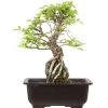 Japanische Ulme, Bonsai, 9 Jahre, 28cm 1 Japanische Ulme, Bonsai, 9 Jahre, 28cm -Empfohlener Shop für Topfpflanzen oulmjap091 11