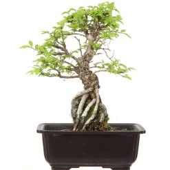 Japanische Ulme, Bonsai, 9 Jahre, 28cm