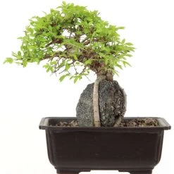 Japanische Ulme, Bonsai, 9 Jahre, 25cm