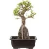 Japanische Ulme, Bonsai, 9 Jahre, 32cm -Empfohlener Shop für Topfpflanzen oulmjap091 35