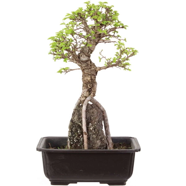 Japanische Ulme, Bonsai, 9 Jahre, 32cm 3 Japanische Ulme, Bonsai, 9 Jahre, 32cm