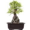 Japanische Ulme, Bonsai, 9 Jahre, 29cm 2 Japanische Ulme, Bonsai, 9 Jahre, 29cm -Empfohlener Shop für Topfpflanzen oulmjap091 44