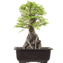 Japanische Ulme, Bonsai, 9 Jahre, 29cm