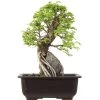 Japanische Ulme, Bonsai, 9 Jahre, 27cm -Empfohlener Shop für Topfpflanzen oulmjap091 50