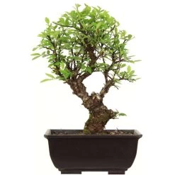 Japanische Ulme, Bonsai, 9 Jahre, 27cm