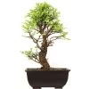 Japanische Ulme, Bonsai, 9 Jahre, 30cm -Empfohlener Shop für Topfpflanzen oulmjap092 24