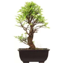 Japanische Ulme, Bonsai, 9 Jahre, 30cm