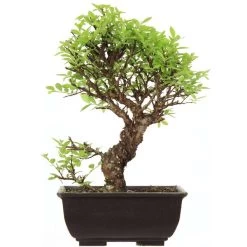 Japanische Ulme, Bonsai, 9 Jahre, 28cm