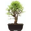 Japanische Ulme, Bonsai, 9 Jahre, 30cm 2 Japanische Ulme, Bonsai, 9 Jahre, 30cm -Empfohlener Shop für Topfpflanzen oulmjap092 36